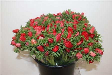 <h4>ANEM MARIANNE RED EXTRA</h4>