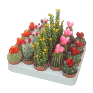 Cactus