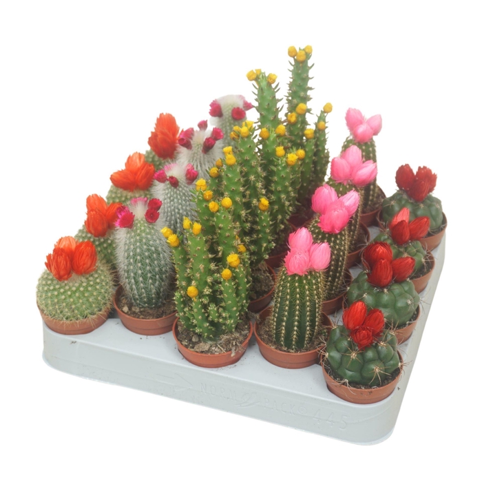 <h4>Cactus</h4>