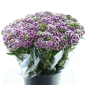 Di Barb Purple White