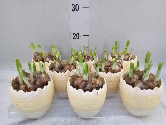 <h4>Arr. Narcissus Tete Tete L%</h4>