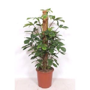Philodendron pedatum