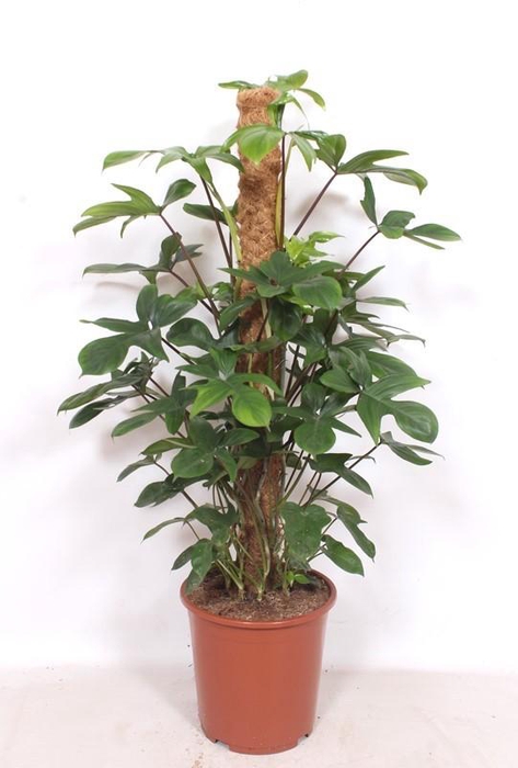 <h4>Philodendron pedatum</h4>