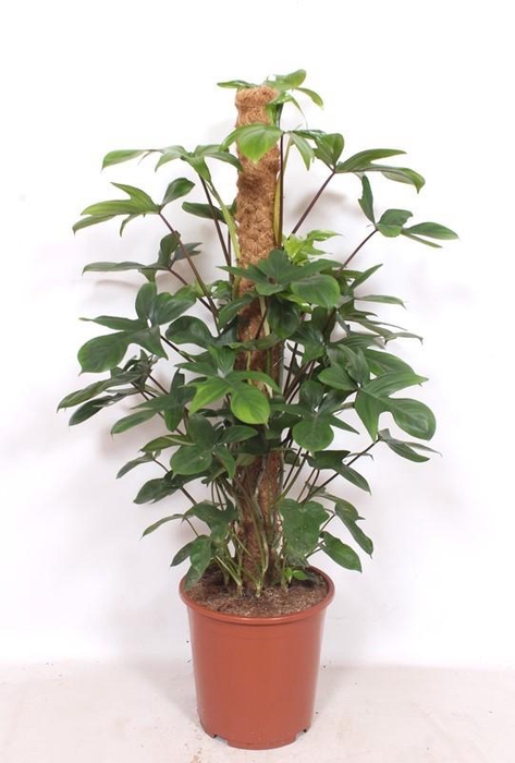 <h4>Philodendron pedatum</h4>