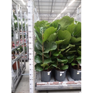 Ficus lyrata