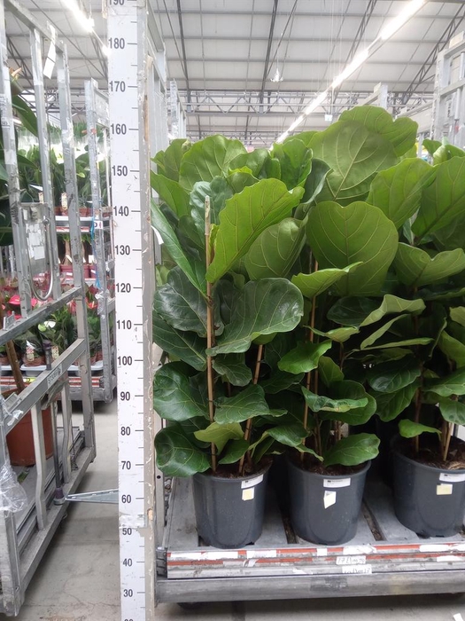 <h4>Ficus lyrata</h4>
