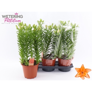 LIL AS TINY DO DUTCH