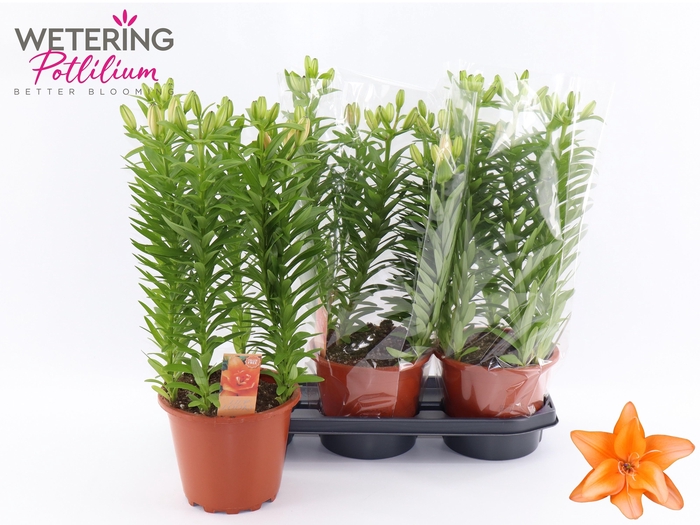 <h4>LIL AS TINY DO DUTCH</h4>