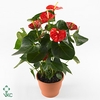 Anthurium - KARMA Orange | 17cm