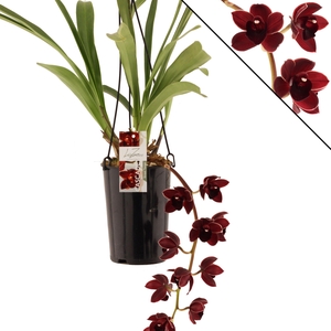 Street tango, zonder takken