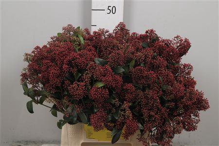 <h4>Skim J Rubella Bs</h4>