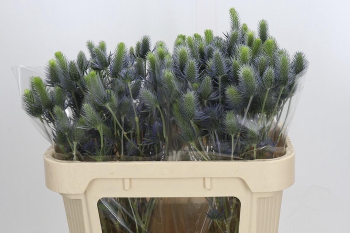 Eryngium Electric Dynamite