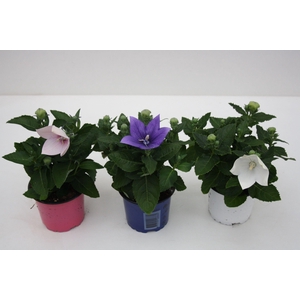 Platycodon Grandiflorus mix etage