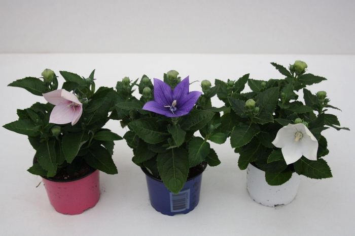 <h4>Platycodon Grandiflorus mix etage</h4>