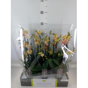 Phalaenopsis multi.   ...yellow