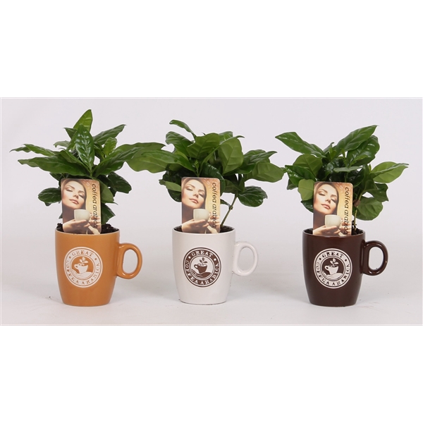 <h4>Arrangement Coffea in koffiekop</h4>