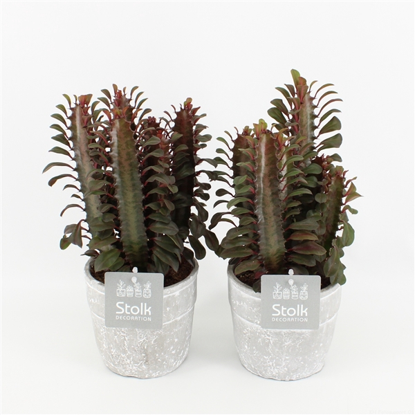 <h4>Euphorbia Trigona Rubra in Stone Look Pot</h4>