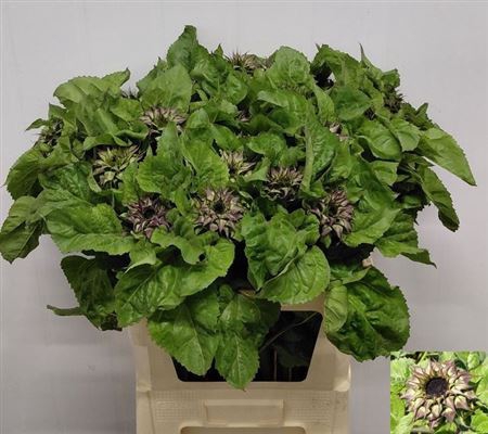 <h4>Helianthus Sunfeel Black</h4>