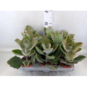 Kalanchoe NF beharensis