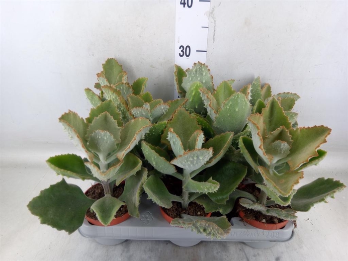 <h4>Kalanchoe NF beharensis</h4>