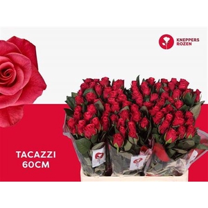 R Gr Tacazzi+