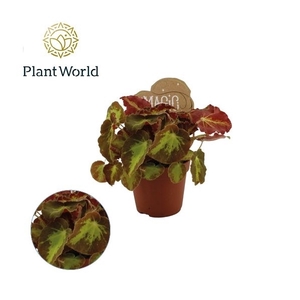 Begonia rex Montuno