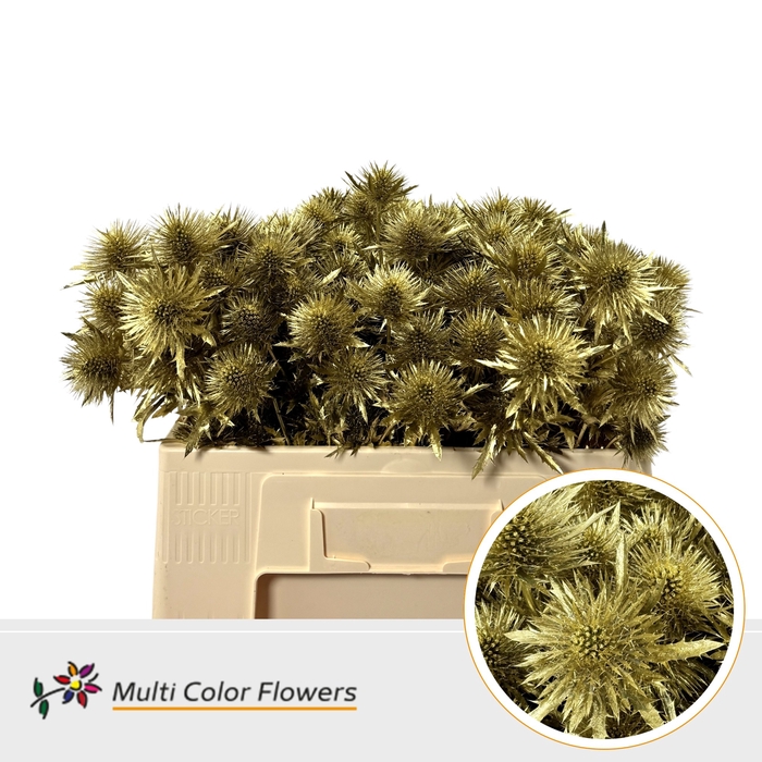 <h4>Eryngium Goud</h4>