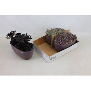 ARR SUCCULENT MIX DARK