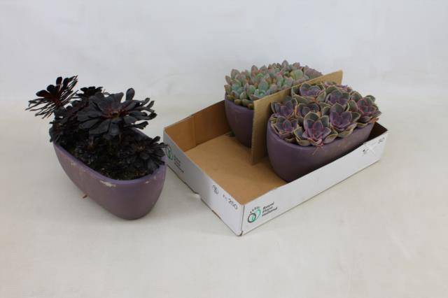 <h4>ARR SUCCULENT MIX DARK</h4>