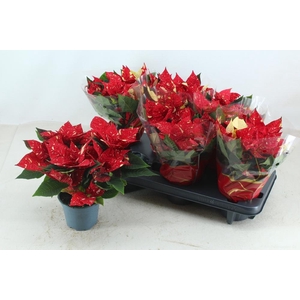 EUPHOR P SUP NEW GLI