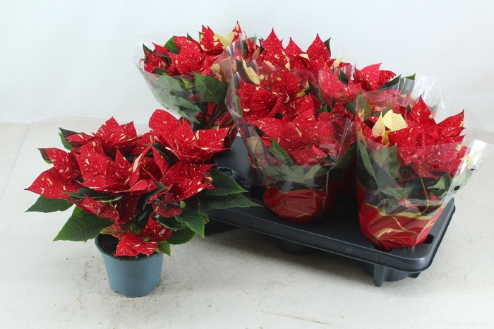 <h4>EUPHOR P SUP NEW GLI</h4>