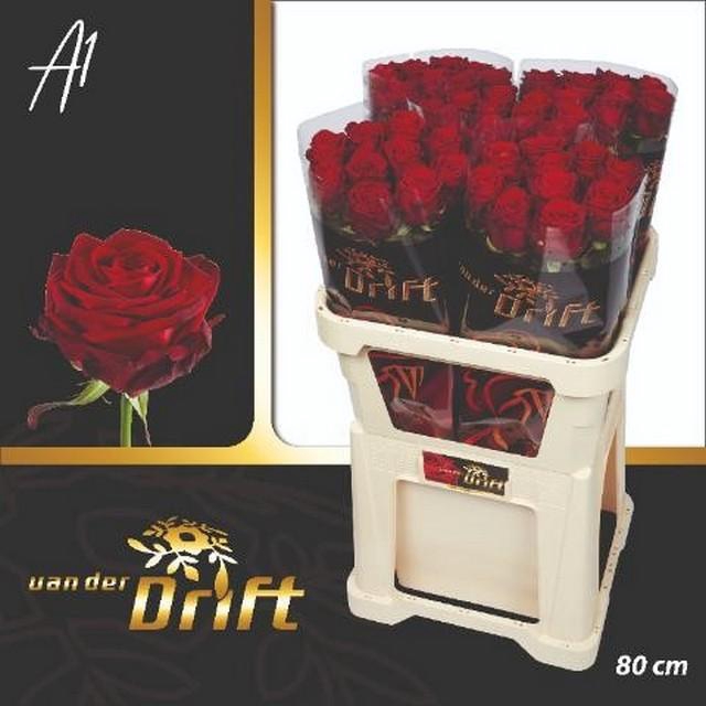 <h4>Rosa large red naomi! Drift</h4>