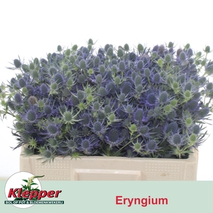 ERYN MAG BLUE LAGOON