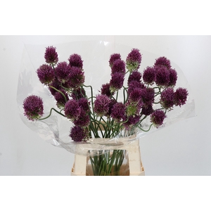 Allium Dancing Tancho