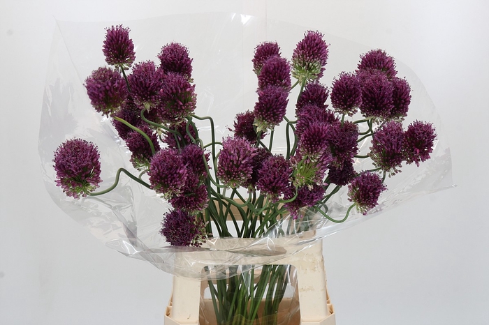Allium Dancing Tancho