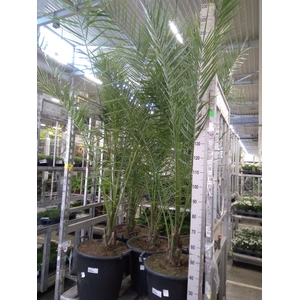 Phoenix canariensis