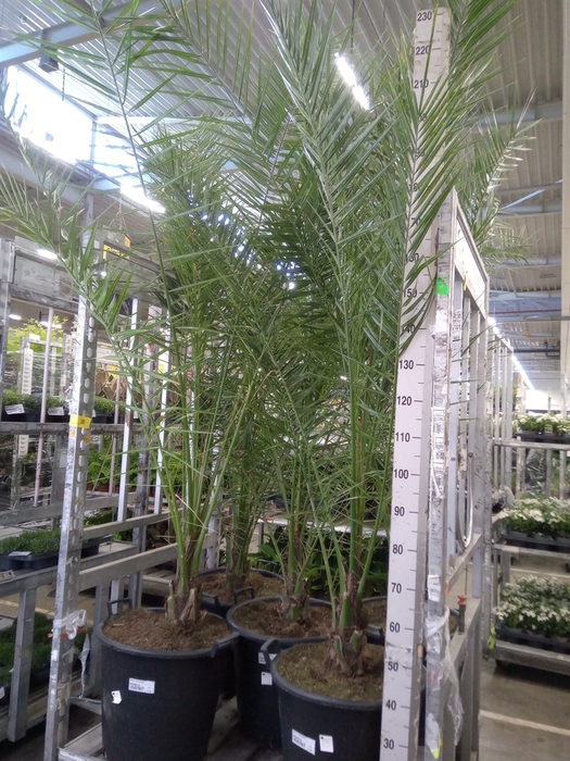 <h4>Phoenix canariensis</h4>