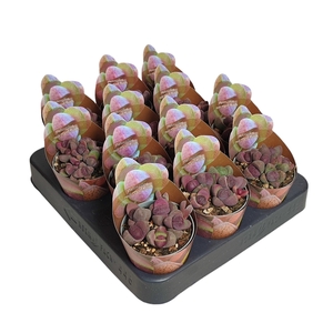 PLEIOSPILOS NELII ROYAL FLUSH - POT Ø 6,5 SHAPED POT COVER (SUCCULENTEN)