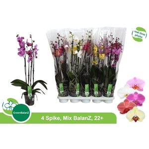 PHAL GEM