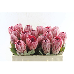 Protea Sharonette