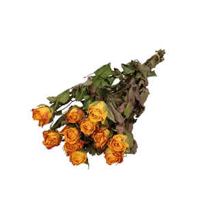 Dried flowers Rose 40cm x10