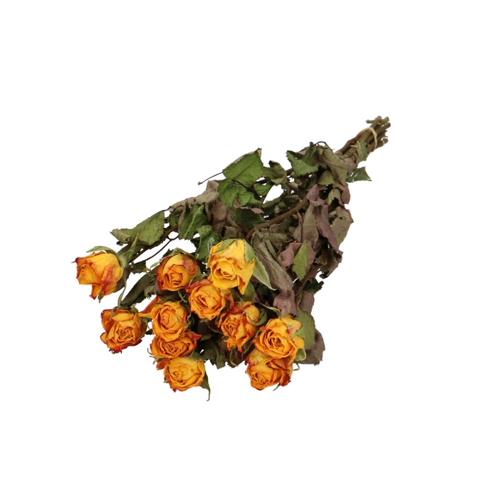 <h4>Dried flowers Rose 40cm x10</h4>