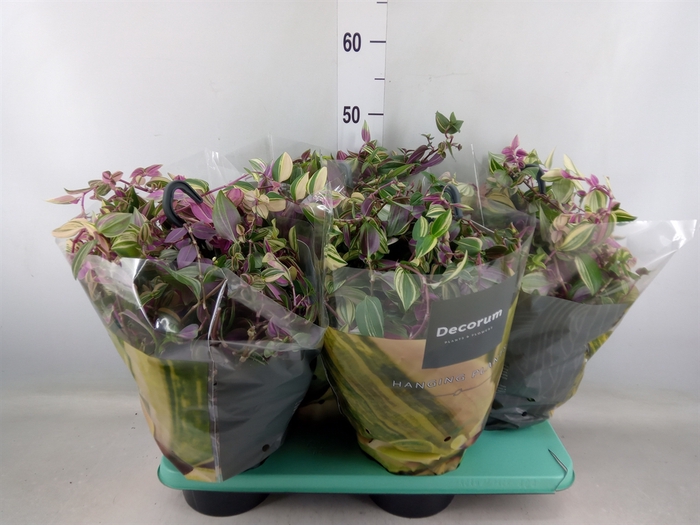 <h4>Tradescantia flum. 'Quadricolor'</h4>