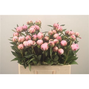 Paeo Sarah Bernhard Pink