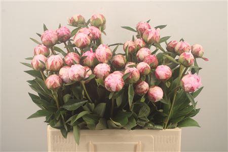 <h4>Paeo Sarah Bernhard Pink</h4>