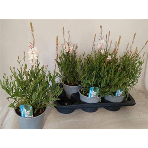 Gaura lindheimeri Geyser White