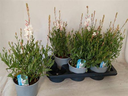 <h4>Gaura lindheimeri Geyser White</h4>