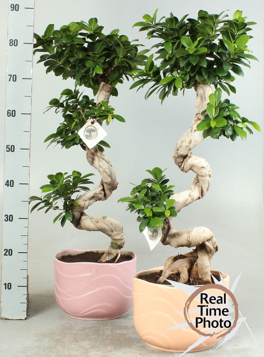 <h4>FIC MI GINSENG</h4>