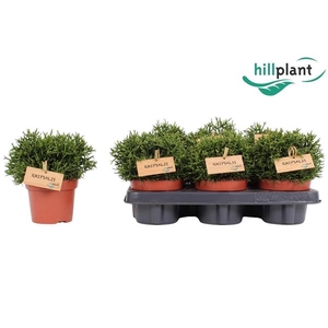 Hatiora Salicornioides P12