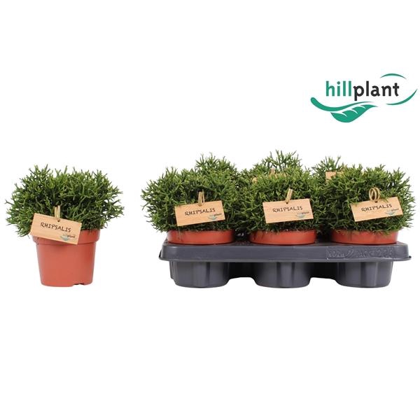 <h4>Hatiora Salicornioides P12</h4>